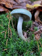 Stropharia
