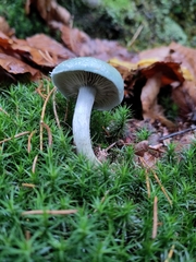 Stropharia