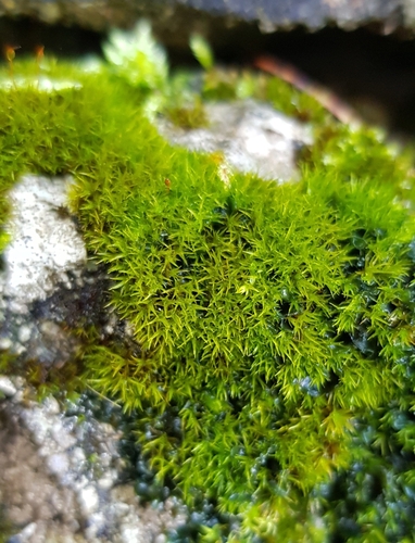 Image of Rigid Beard Moss (Didymodon rigidulus) by (c) Helen Waterman, some rights reserved (CC BY)