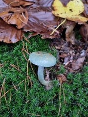 Stropharia