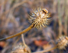 Papaver hybridum
