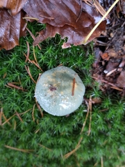 Stropharia