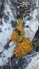 Polycauliona candelaria
