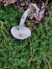 Stropharia