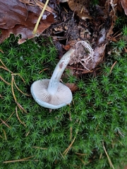 Stropharia