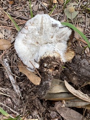 Amanita polypyramis