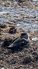 Lophonetta specularioides