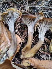 Craterellus