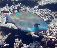Cetoscarus ocellatus