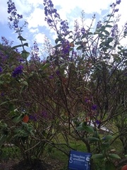 Pleroma heteromallum