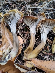 Craterellus