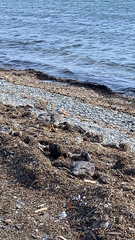 Tachyeres brachypterus