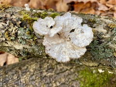 Trametes ochracea