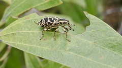 Chrysolopus spectabilis