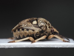 Bolbocoris