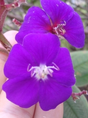 Pleroma heteromallum