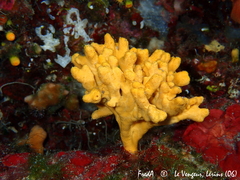 Axinella verrucosa