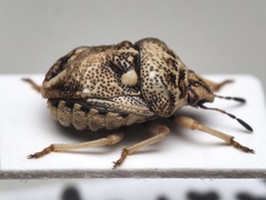 Bolbocoris