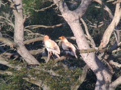 Neophron percnopterus