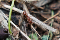 Myrmica