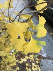 Ginkgo biloba