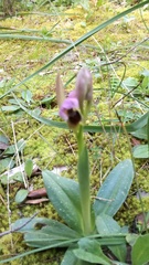 Ophrys tenthredinifera