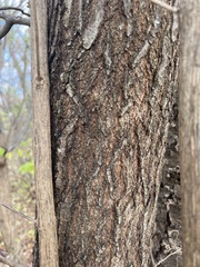 Quercus palustris