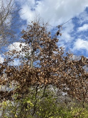 Quercus palustris