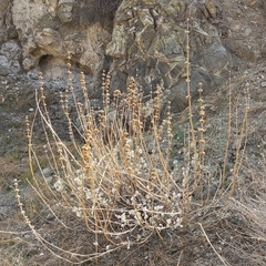 Salvia vaseyi