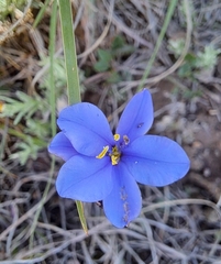 Aristea abyssinica