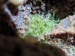 Crepidomanes intricatum