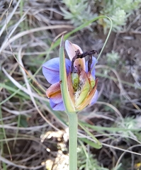 Aristea abyssinica