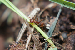 Myrmica