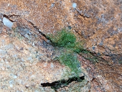 Crepidomanes intricatum