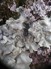 Flavoparmelia caperata