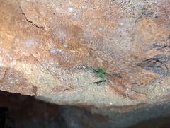 Crepidomanes intricatum