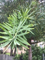 Podocarpus latifolius
