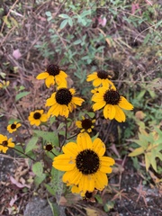 Rudbeckia