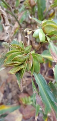 Commelina virginica