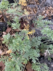Artemisia stelleriana