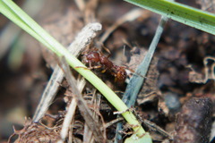 Myrmica