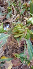 Commelina virginica