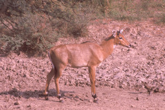 Boselaphus tragocamelus
