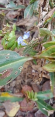 Commelina virginica