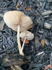 Hispidoderma