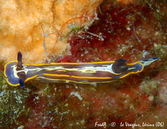 Felimare fontandraui