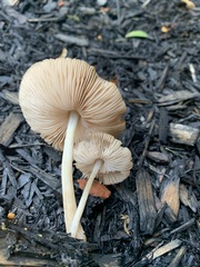 Hispidoderma