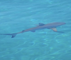 Carcharhinus melanopterus