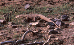 Varanus bengalensis