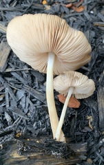 Hispidoderma